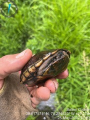 Kinosternon subrubrum subrubrum