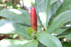 Costus woodsonii