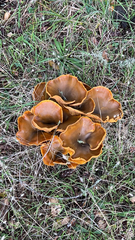 Omphalotus olivascens