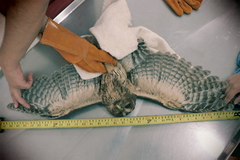 Strix virgata