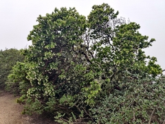 Arctostaphylos montaraensis