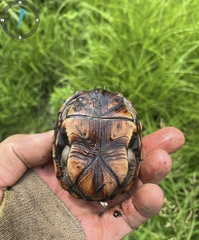 Kinosternon subrubrum subrubrum