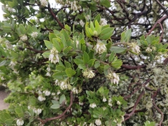 Arctostaphylos montaraensis