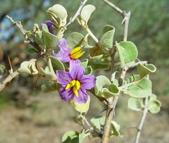 Solanum orbiculatum orbiculatum