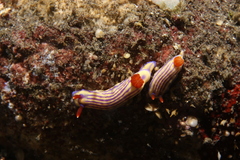 Hypselodoris