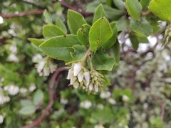 Arctostaphylos montaraensis