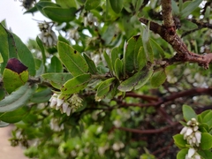 Arctostaphylos montaraensis