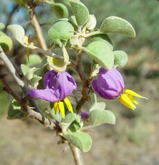 Solanum orbiculatum orbiculatum