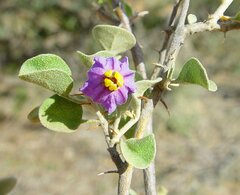 Solanum orbiculatum orbiculatum