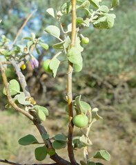 Solanum orbiculatum orbiculatum