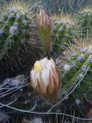Trichocereus candicans