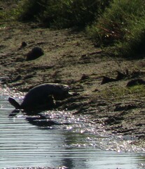 Pseudemys peninsularis