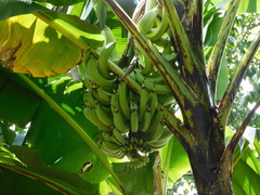 Musa × paradisiaca