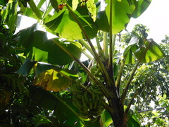 Musa × paradisiaca