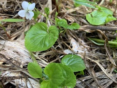 Viola renifolia