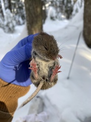 Clethrionomys gapperi