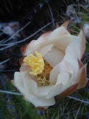 Trichocereus candicans