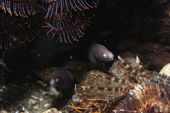 Gymnothorax thyrsoideus