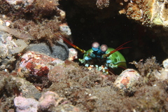 Odontodactylus scyllarus