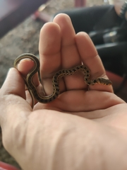 Amphiesma stolatum
