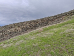 Dudleya abramsii setchellii