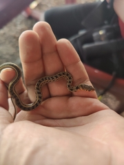 Amphiesma stolatum