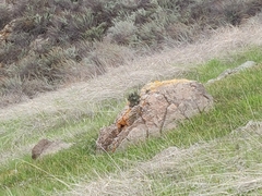 Dudleya abramsii setchellii