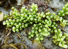 Caulerpa