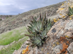 Dudleya abramsii setchellii
