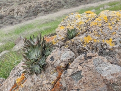 Dudleya abramsii setchellii