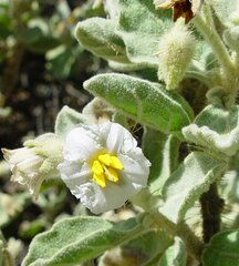 Solanum lasiophyllum