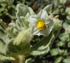 Solanum lasiophyllum
