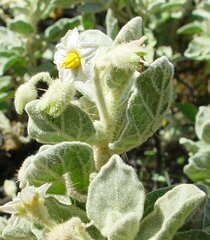 Solanum lasiophyllum
