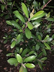 Heteromeles arbutifolia