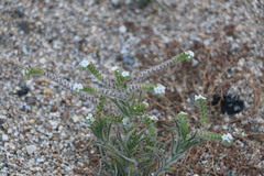 Johnstonella angustifolia