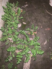 Erodium
