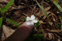 Viola renifolia