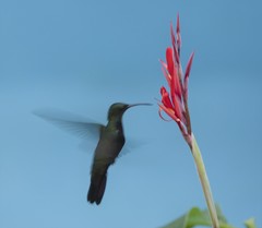 Anthracothorax dominicus