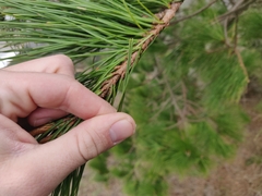Pinus attenuata