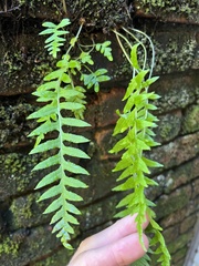 Polypodium calirhiza