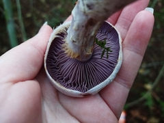 Cortinarius putorius