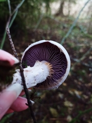 Cortinarius putorius