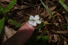 Viola renifolia