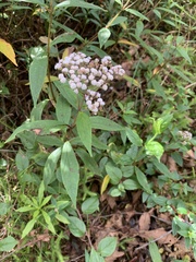 Ageratum corymbosum