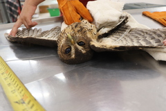 Strix virgata