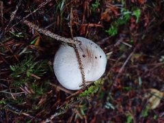 Cortinarius putorius