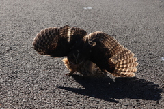 Strix virgata