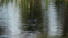 Pseudemys peninsularis