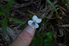 Viola renifolia