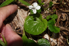 Viola renifolia
